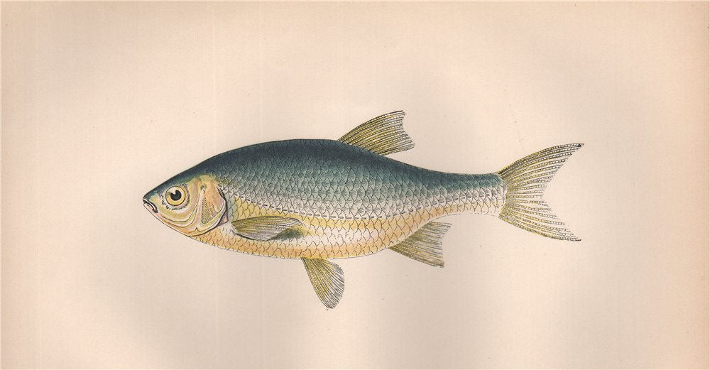 RUDD Scardinius erythrophthalmus Azurine Bulldog/Italian Rudd COUCH Fish 1862